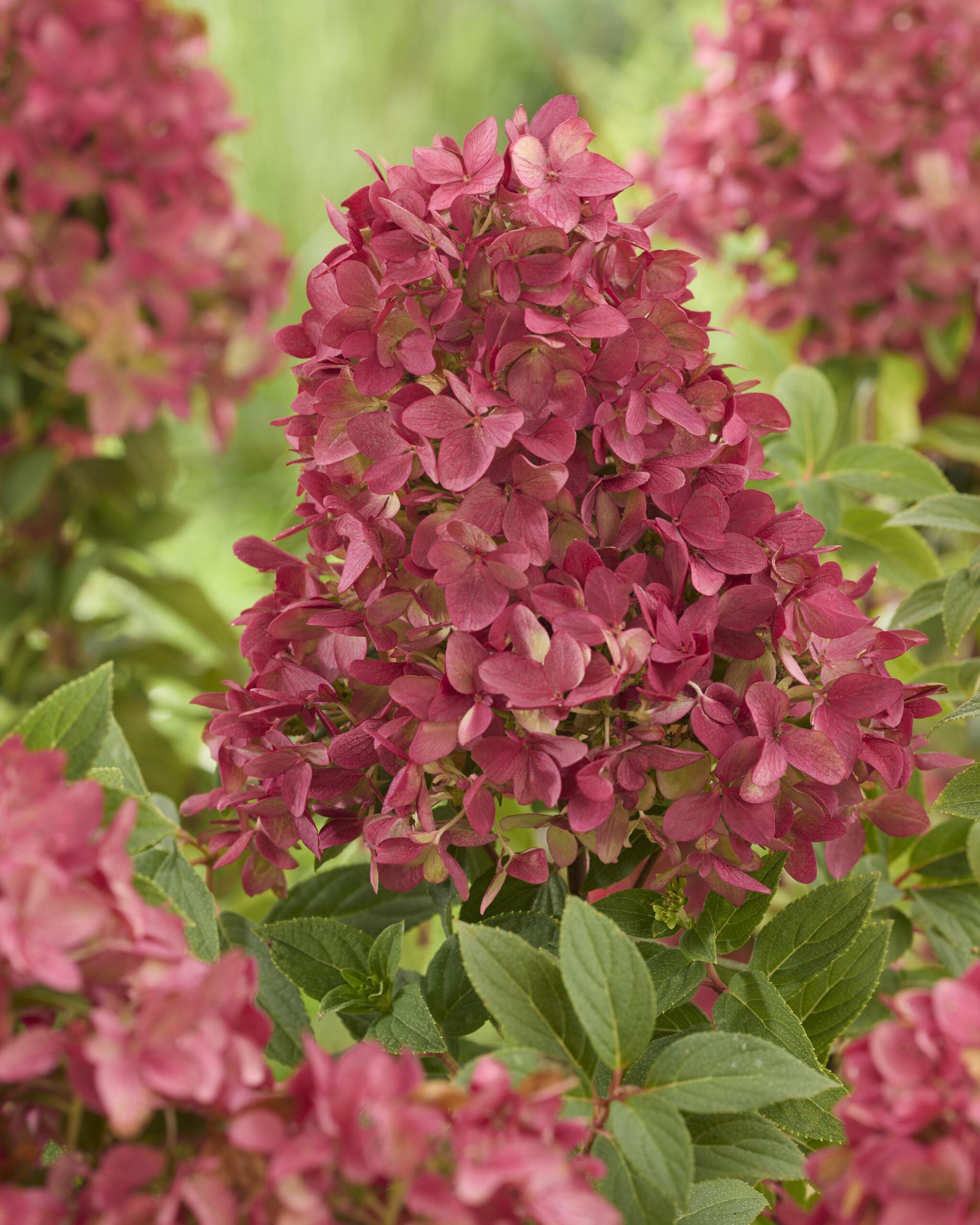Hydrangea pan. 'Groundbreaker® Ruby C1.5 Syyshortensia - Image 2