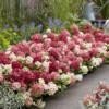 Hydrangea pan. 'Groundbreaker® Ruby C1.5 Syyshortensia - Image 3
