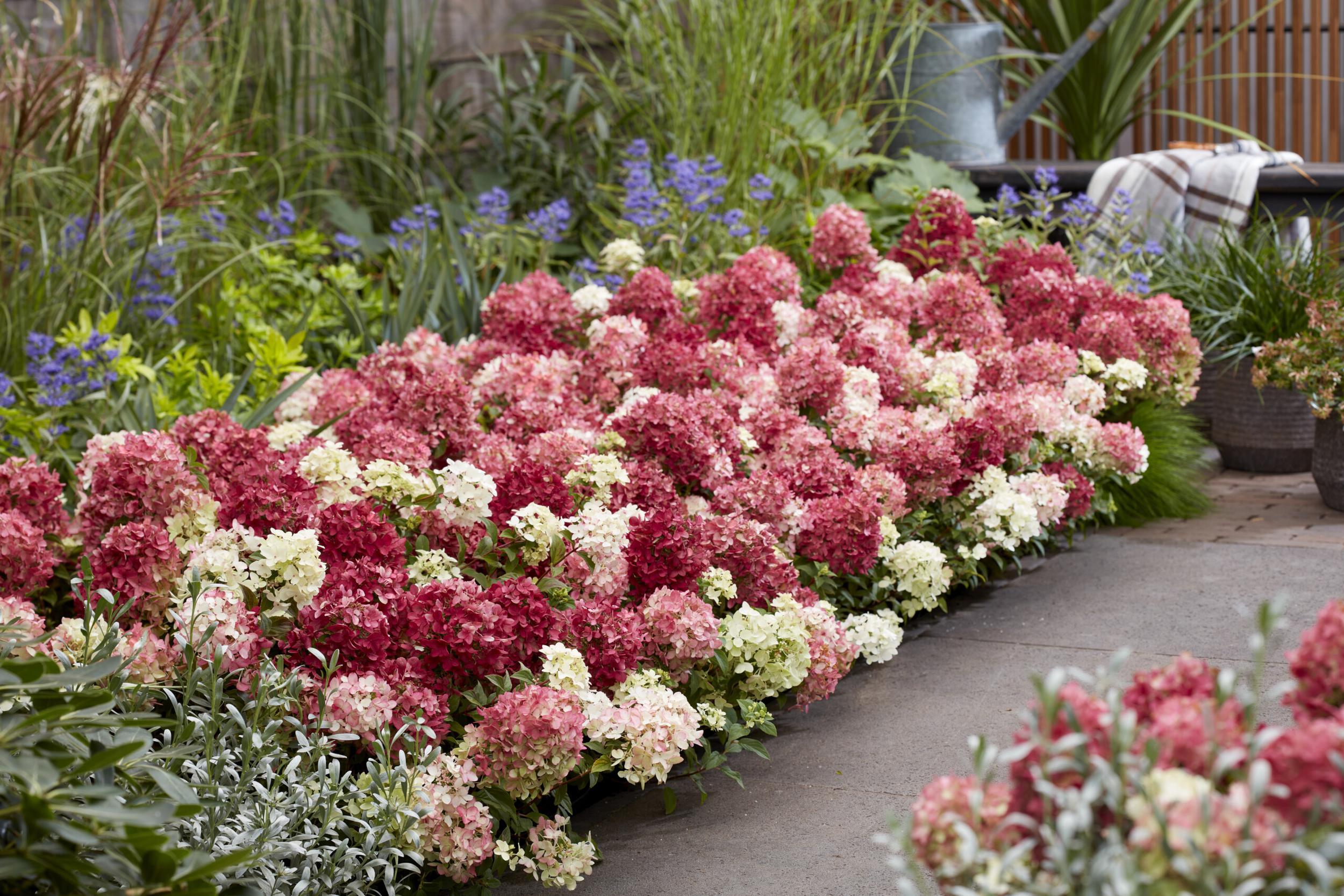 Hydrangea pan. 'Groundbreaker® Ruby C1.5 Syyshortensia - Image 3