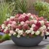 Hydrangea pan. 'Groundbreaker® Ruby C1.5 Syyshortensia