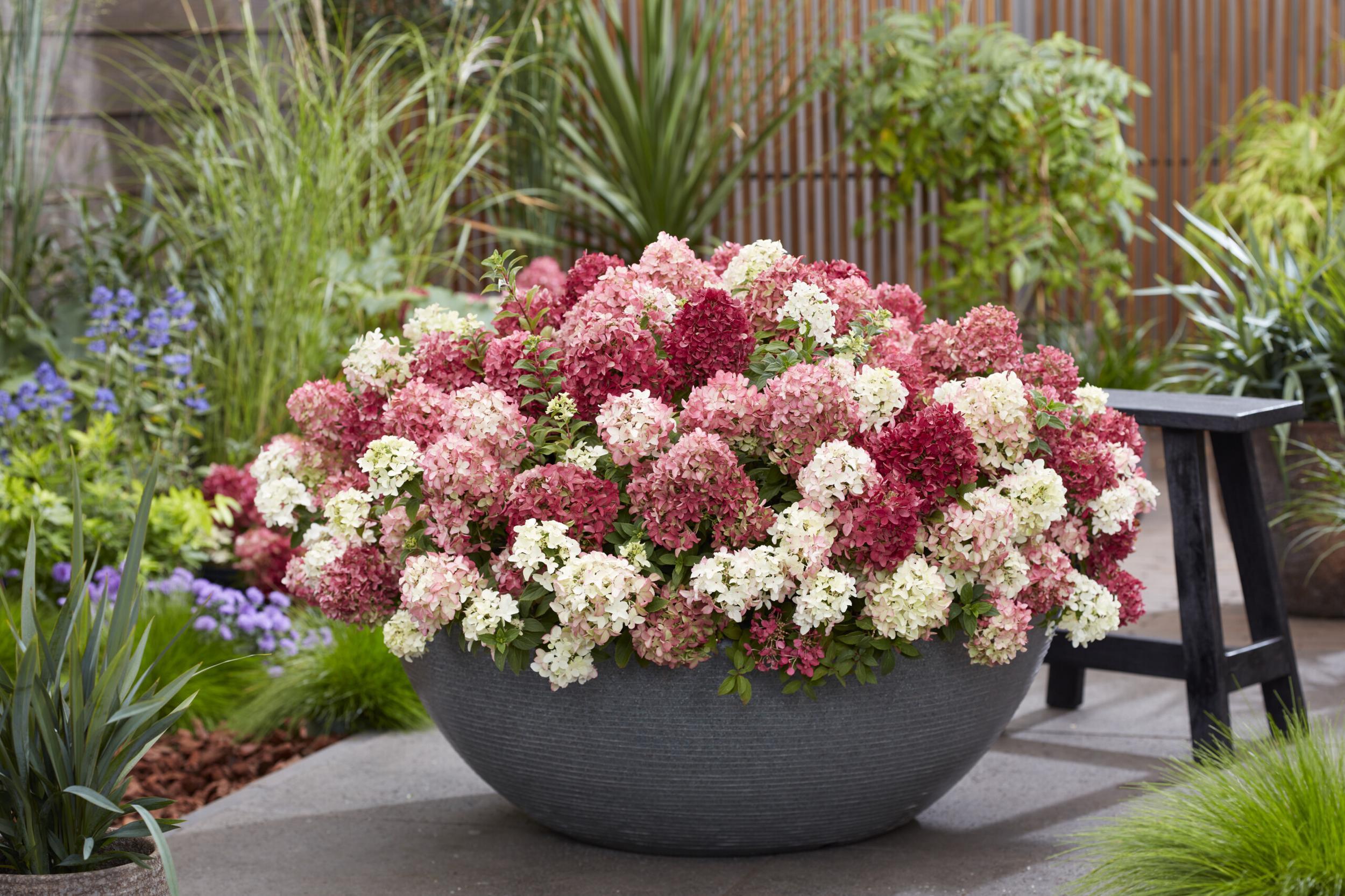 Hydrangea pan. ’Groundbreaker® Ruby C1.5 Syyshortensia