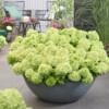 Hydrangea pan. 'Groundbreaker® Greeny C1.5 Syyshortensia