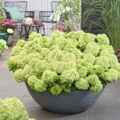 Hydrangea pan. 'Groundbreaker® Greeny C1.5 Syyshortensia