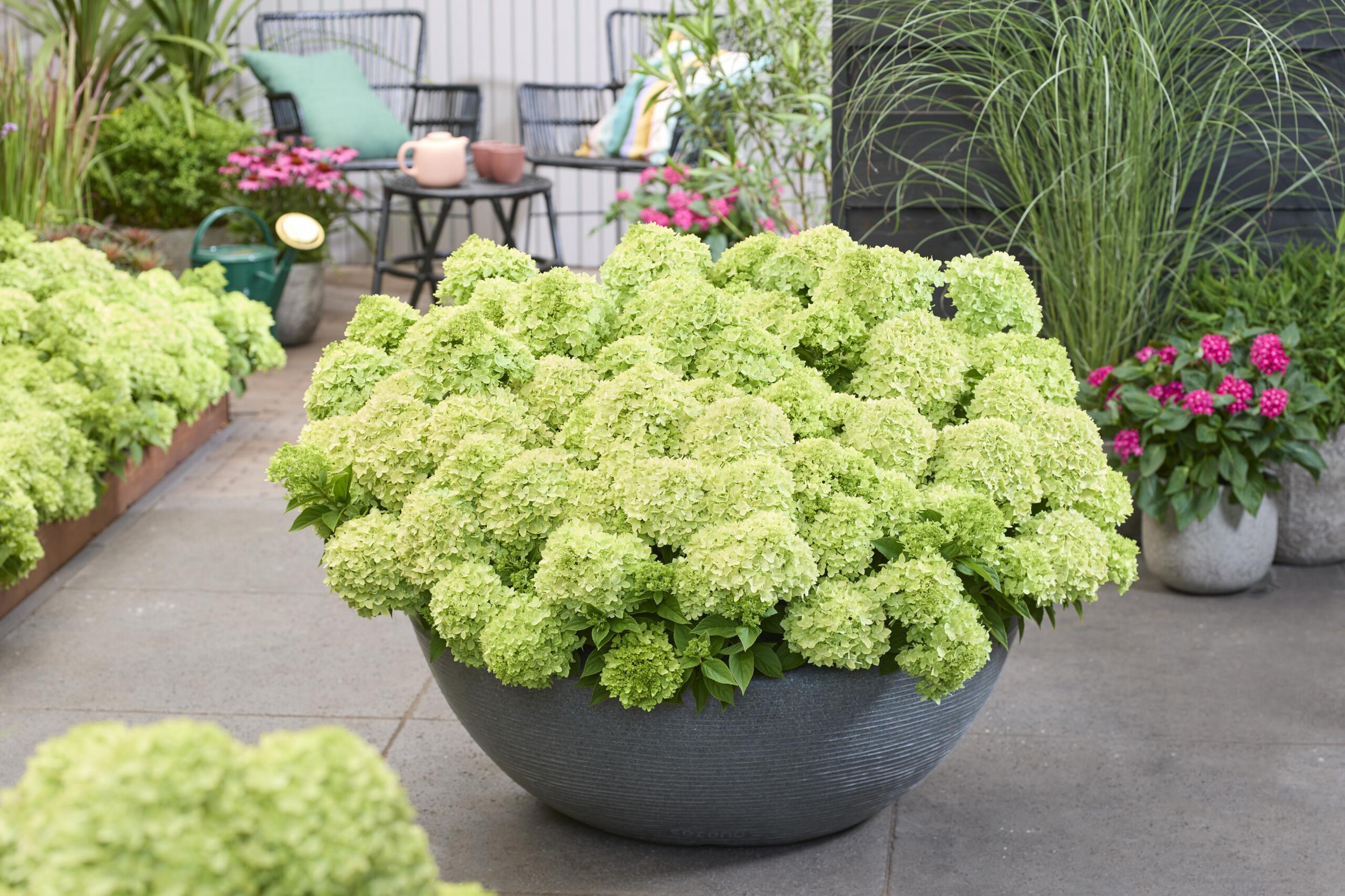 Hydrangea pan. ’Groundbreaker® Greeny C1.5 Syyshortensia
