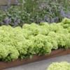 Hydrangea pan. 'Groundbreaker® Greeny C1.5 Syyshortensia - Image 2