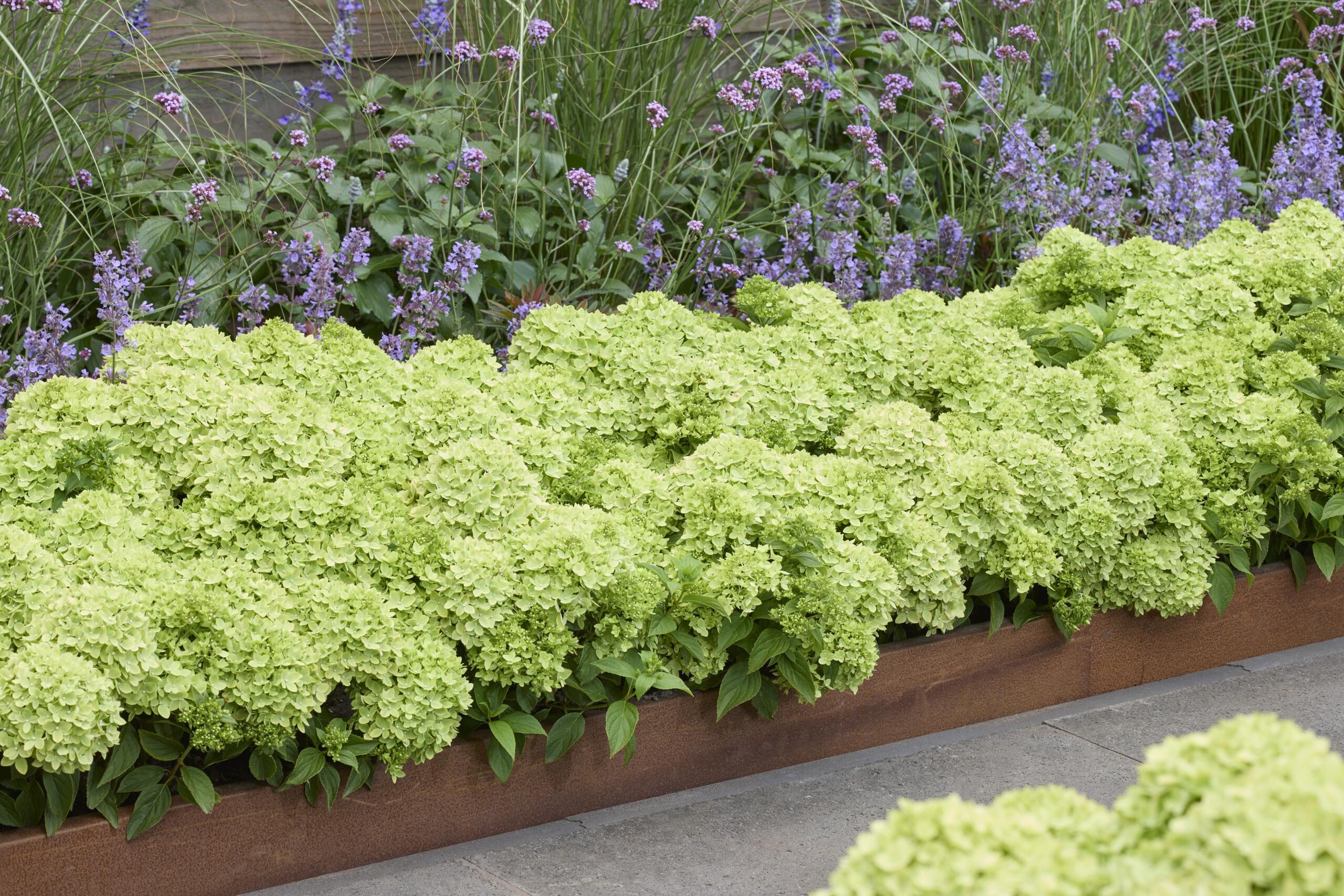Hydrangea pan. 'Groundbreaker® Greeny C1.5 Syyshortensia - Image 2