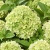 Hydrangea pan. 'Groundbreaker® Greeny C1.5 Syyshortensia - Image 3