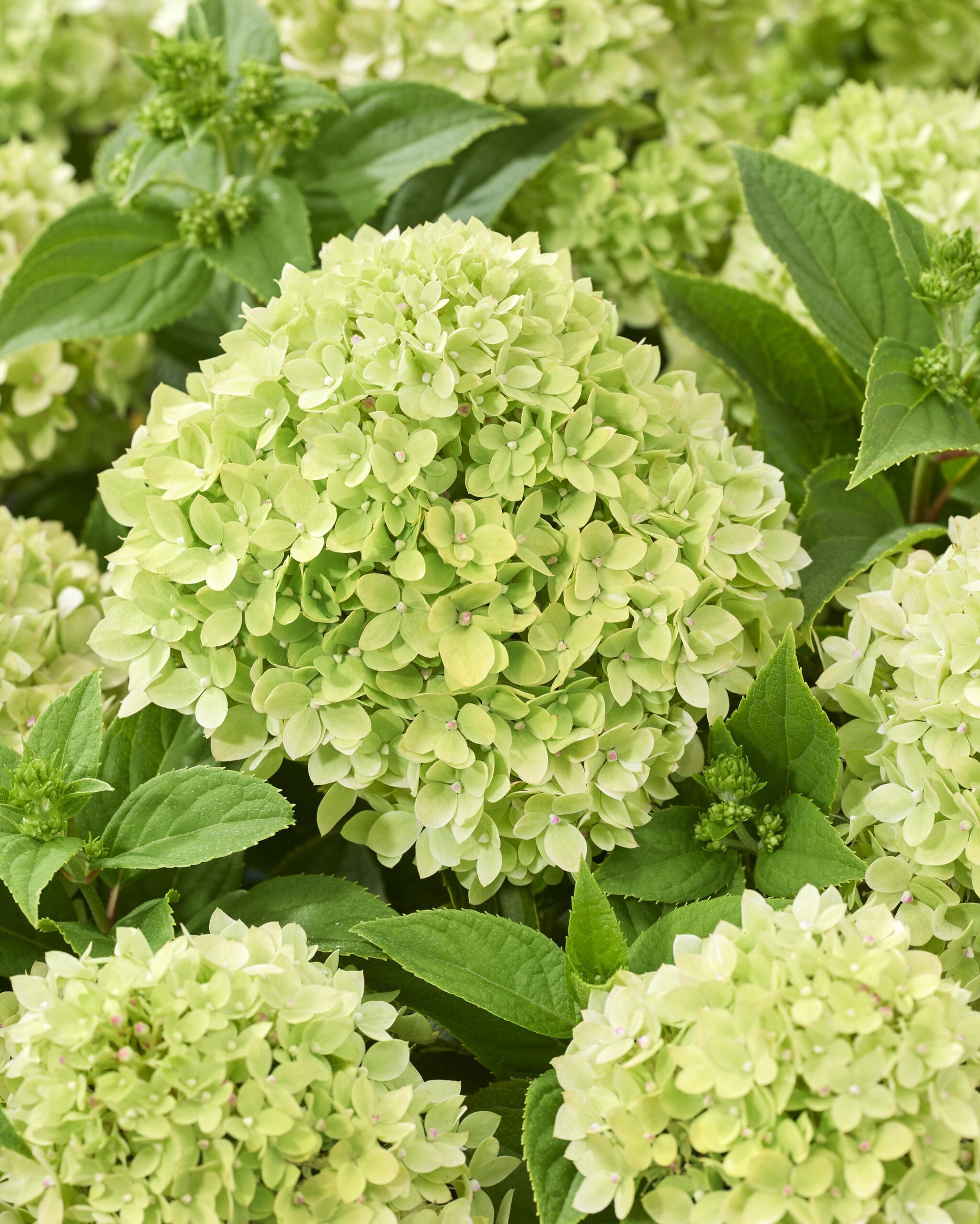 Hydrangea pan. 'Groundbreaker® Greeny C1.5 Syyshortensia - Image 3