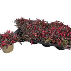Alternanthera ficoidea 'Juwel' P13 papukaijalehti