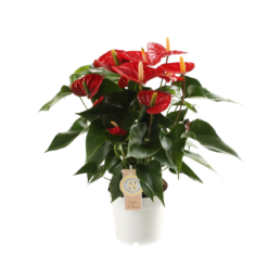 Anthurium and. 'Red Champion' P14 flamingonkukka