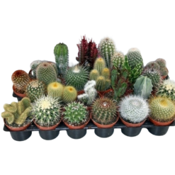 Cactus mix P8.5