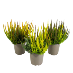 Calluna v. 'B. Ladies'® Skyline trio P14