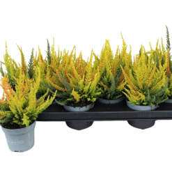 Calluna v. 'B. Ladies'® Skyline trio P9
