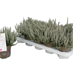 Calluna vulg. 'Garden Girl® Fluffy' P11