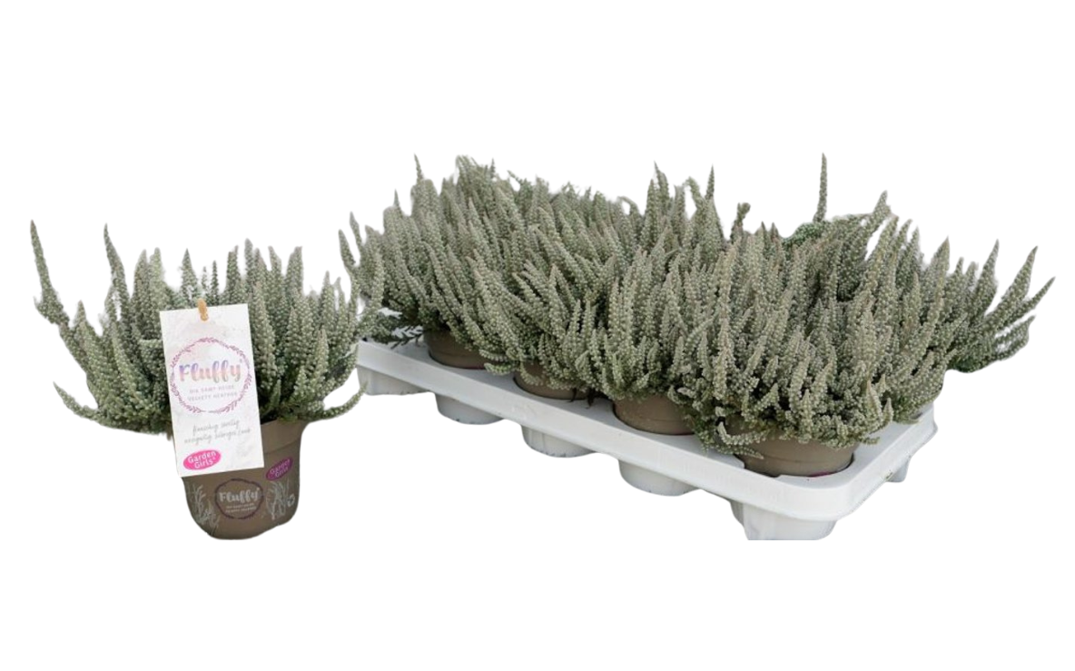 Calluna vulg. ’Garden Girl® Fluffy’ P11