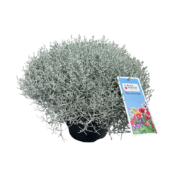 Calocephalus brownii P26 hopealanka