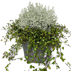 Calocephalus/Muehlenbeckia P23 hopealanka/lankaköynnös