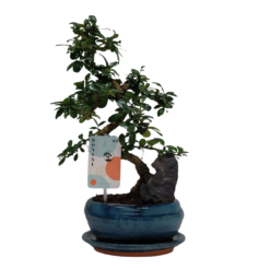 Bonsai - carmona P16