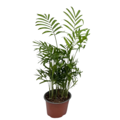Chamaedorea elegans P12 vuoripalmu
