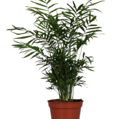 Chamaedorea elegans P17 vuoripalmu