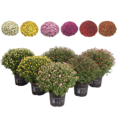 Chrysanthemum(Garden Mum) mix P19 ulkokrysanteemi