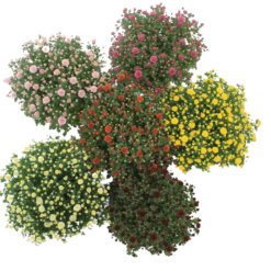 Chrysanthemum(Garden Mum) mix P15 ulkokrysanteemi