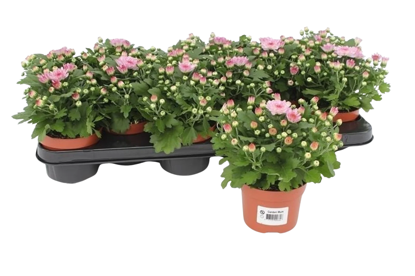 Chrysanthemum(Garden Mum) vaaleanpunainen P10.5 ulkokrysanteemi
