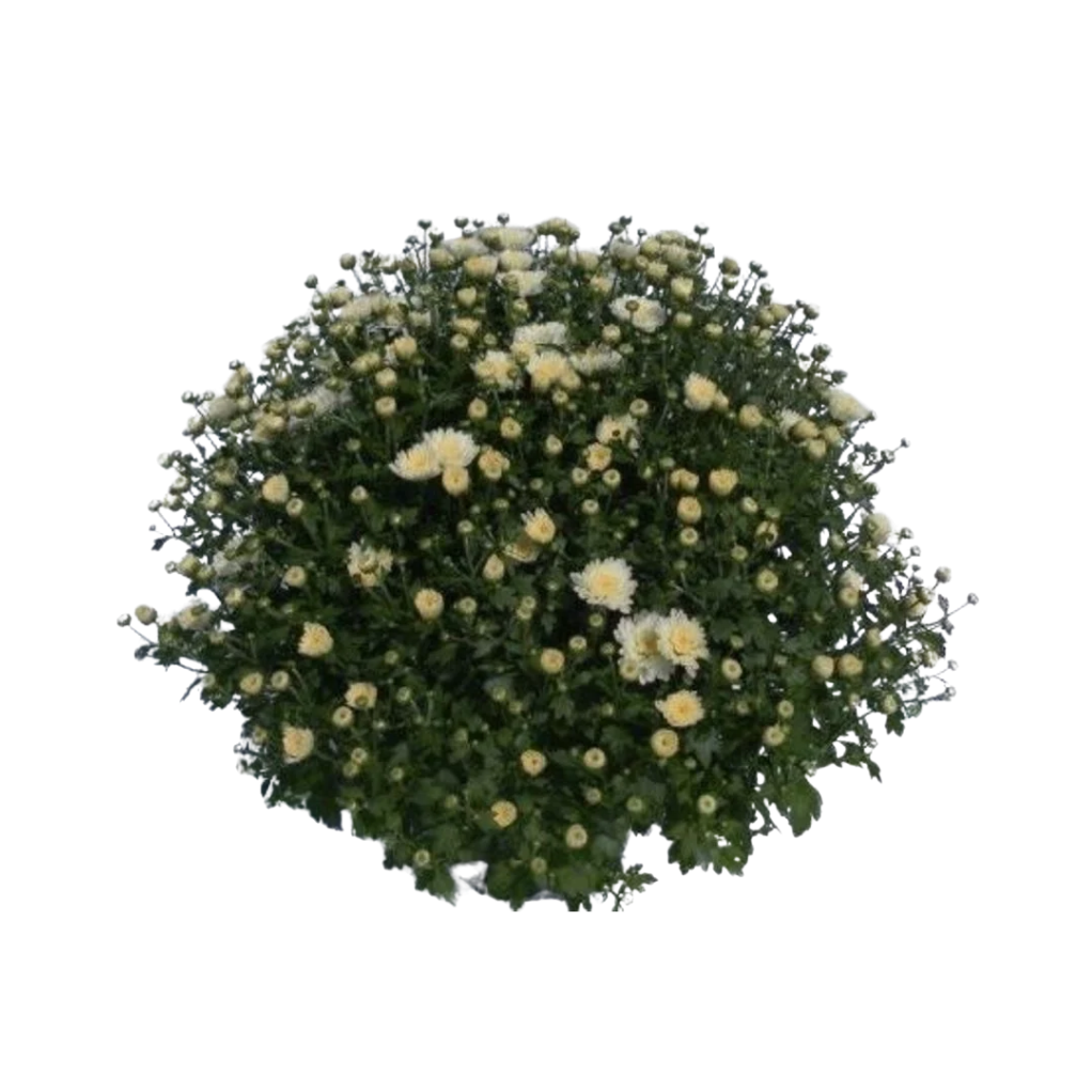 Chrysanthemum(Garden Mum) valkoinen P19 ulkokrysanteemi