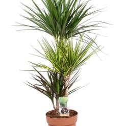 Dracaena 'Carnaval'60+30+15 stam P21 reunustraakkipuu trio