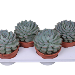 Echeveria 'Pink Edge' P17 Mehiruusuke