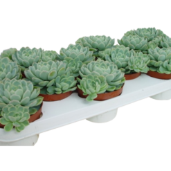 Echeveria elegans P11 mehiruusuke