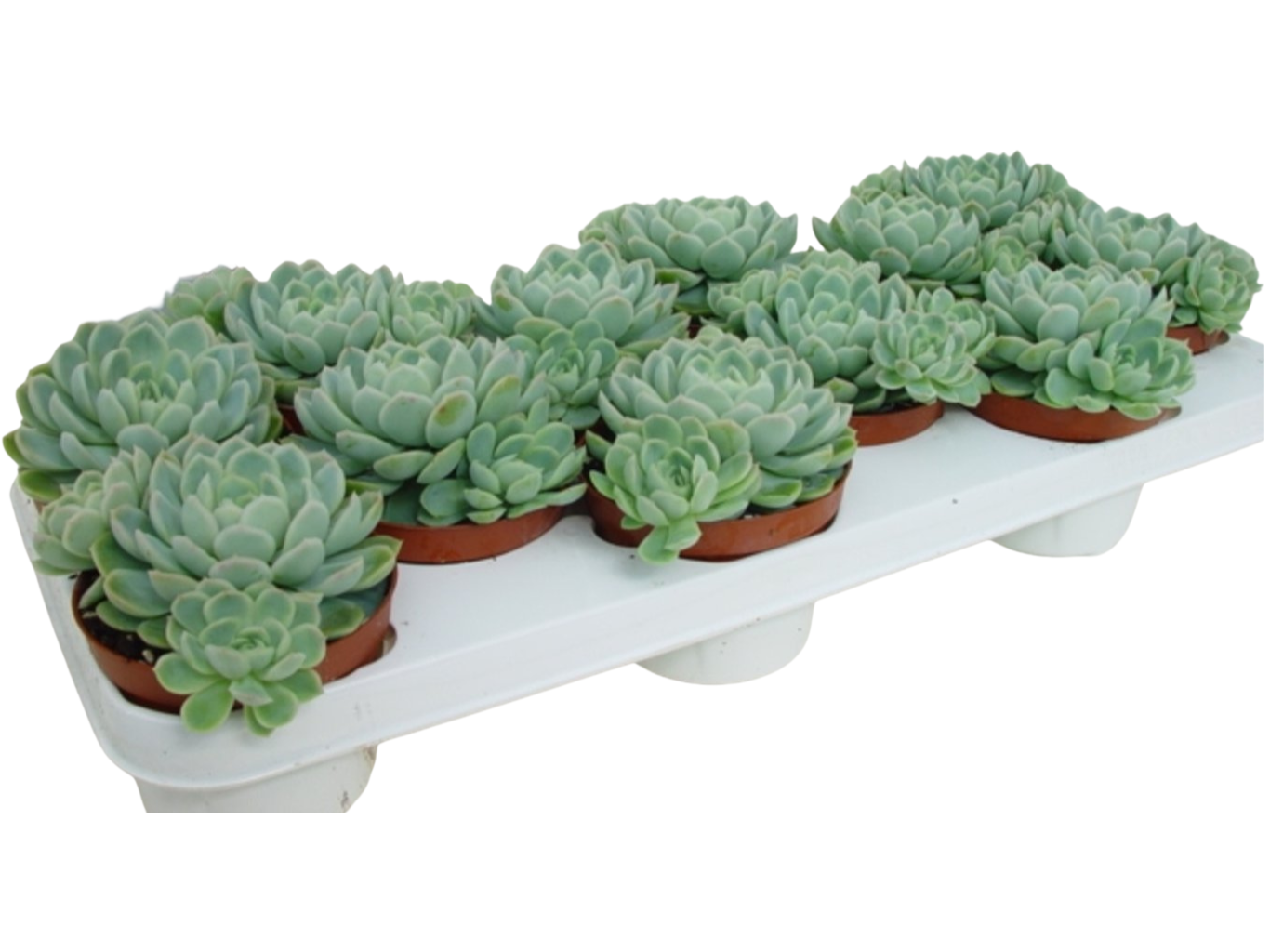 Echeveria elegans P11 mehiruusuke