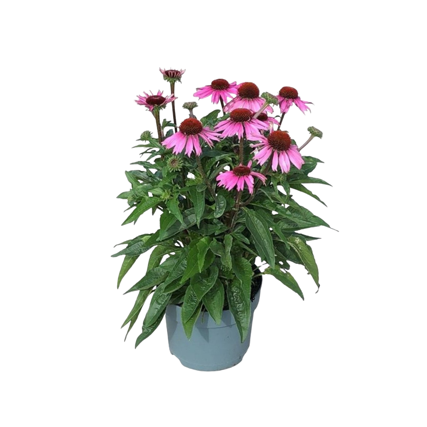 Echinacea ’Bolero Pink’ C3 Kaunopunahattu