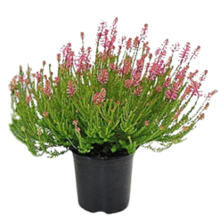 Erica spiculifolia P11 kanerva