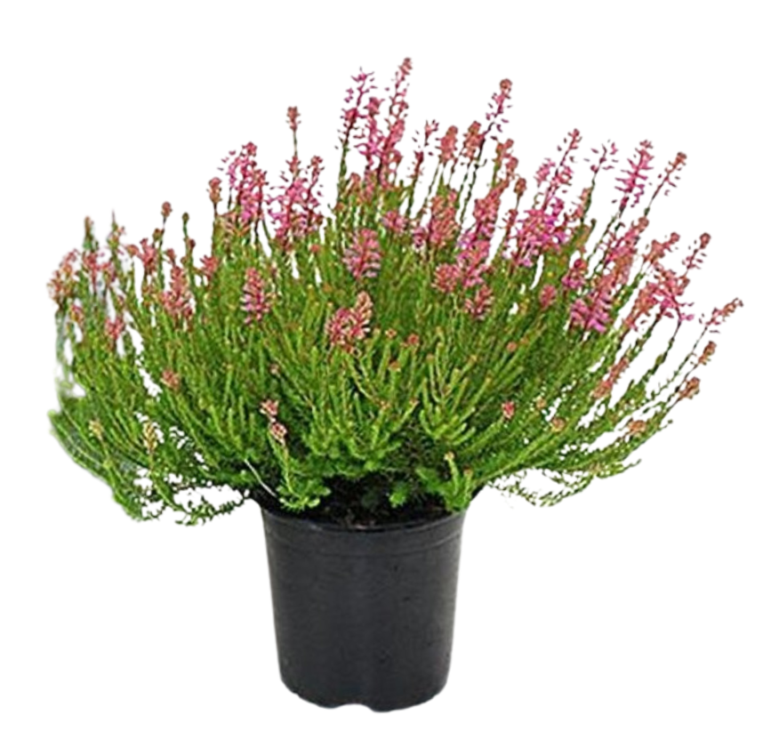 Erica spiculifolia P11 kanerva