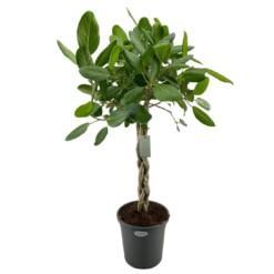 Ficus benghalensis 'Audrey' P31 140 cm banianiviikuna