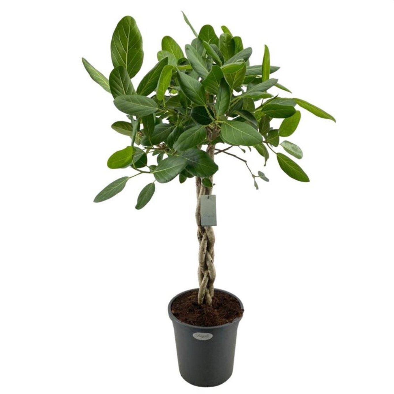 Ficus benghalensis 'Audrey' P31 140 cm banianiviikuna