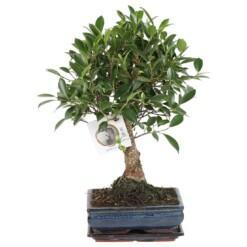 Bonsai Ficus P20 keraaminen ruukku