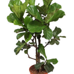 Ficus lyrata P30 lyyraviikuna