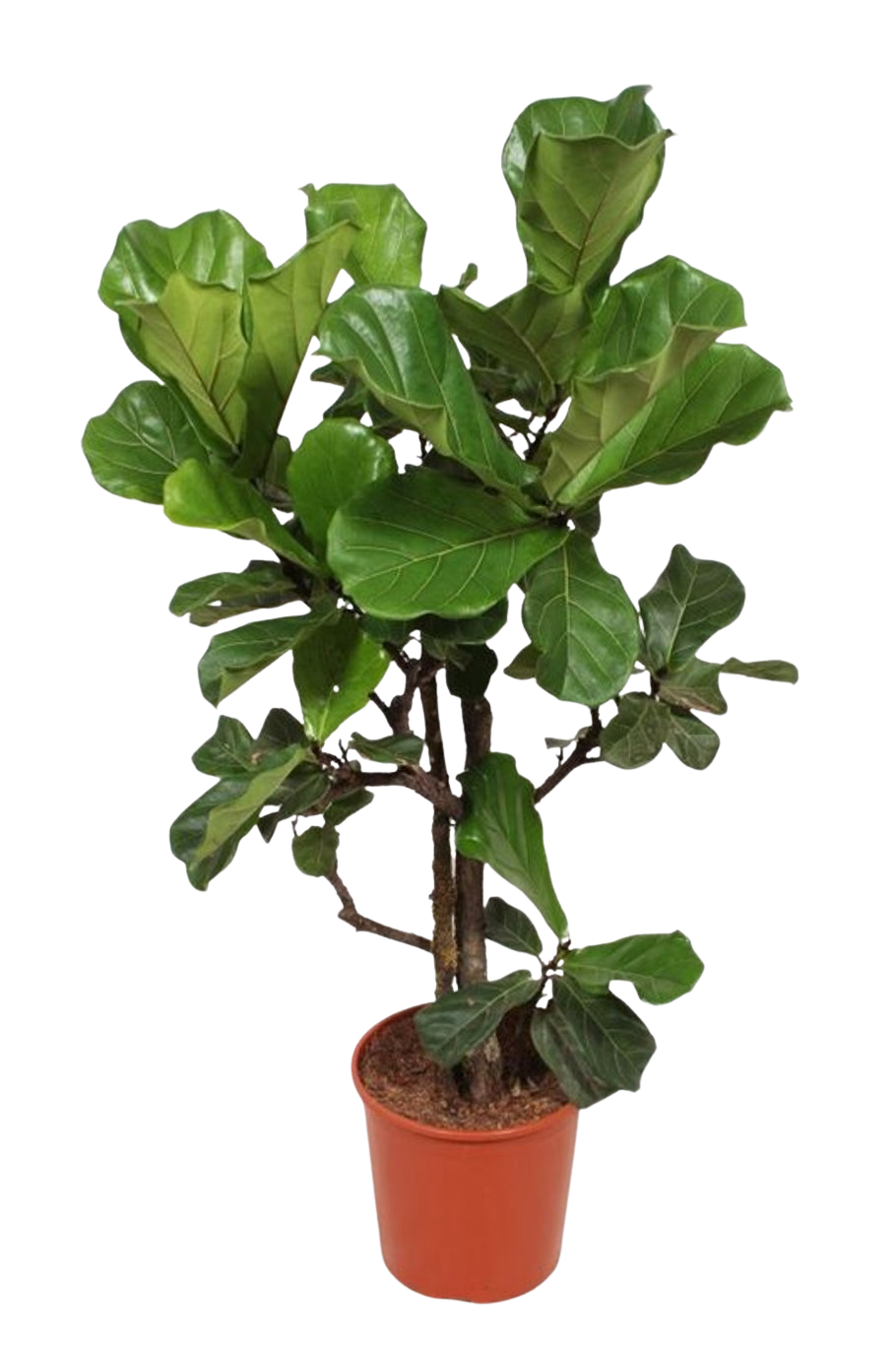 Ficus lyrata P30 lyyraviikuna