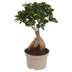 Ficus microcarpa 'Ginseng' P15 varjoviikuna