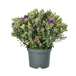 Hebe Classica® 'Katrina' C5 pensastädyke