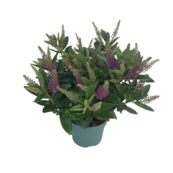 Hebe Donna® 'Emma' P13 pensastädyke