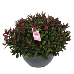 Hebe Donna® 'Eva' 30cm bowl pensastädyke