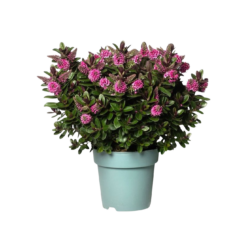 Hebe 'Vinoa' pink P13 pensastädyke