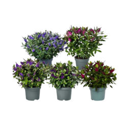 Hebe addenda green mix C3 pensastädyke