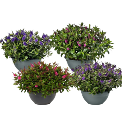 Hebe addenda mix 30cm pensastädyke