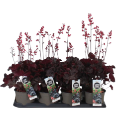 Heuchera 'Black Forest Cake' P14 keijunkukka