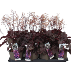 Heuchera 'Shanghai' P14 keijunkukka