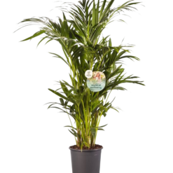 Howea forsteriana P27 kentiapalmu 140cm
